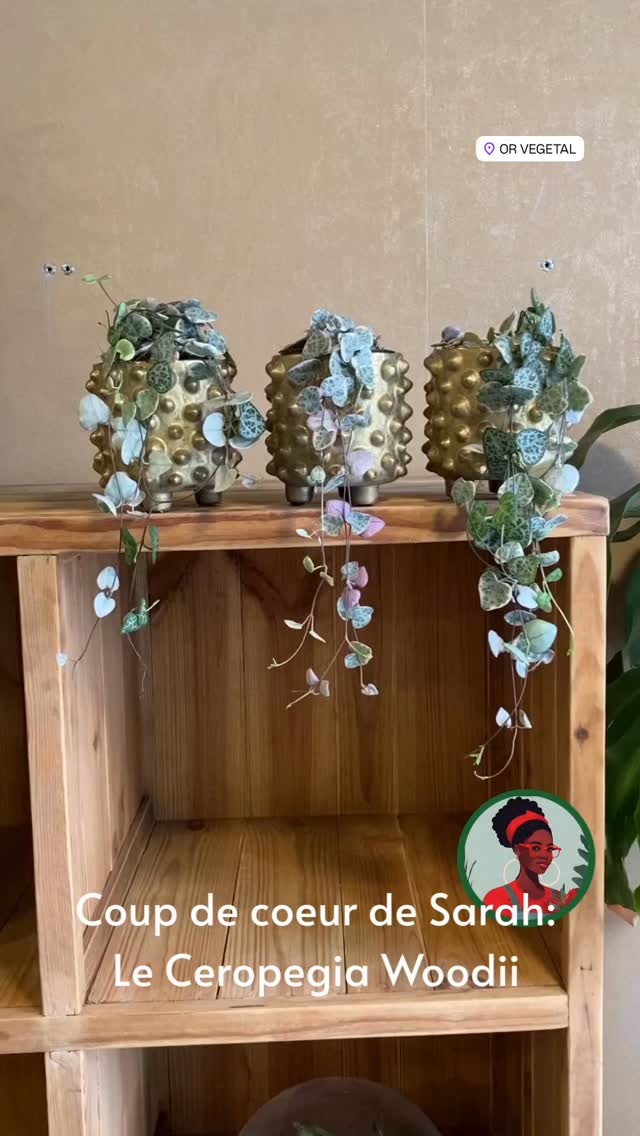 Elles viennent d’arriver en boutique et Sarah ne cesse de les admirer, c’est limite obsessionnel 🤣
C’est vrai que ces petits cœurs c’est craquant!!
#orvegetalpau #artisanfleuriste #plantecoeur #vegetalcoeur