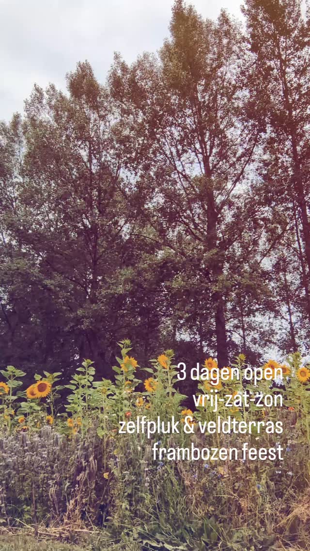 De komende 3 dagen is onze boerderij open!
vrij: zelfpluk & veldwinkel
zat-zon: frambozenfeest!
Zelfpluk: framboos, aalbes (promo!), cassis, wijnbes en eerste bramen en tomaatjes.
welkom bij ons!