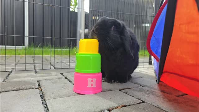 Rowdy, welcome back!! After a very wet days we finally had some sunshine 🌞 and off course our lovely guests are enjoying (Sorry Rowdy we couldn't use the grass this time as it is completely soaked😅 soo we have adapted), you are just adorable!!!!
#thecoolbunnysitters #rabbitsitting #petsitting #bunnysitting #bunnylovers #rabbit #petcare #petcareservices #schoolholidays