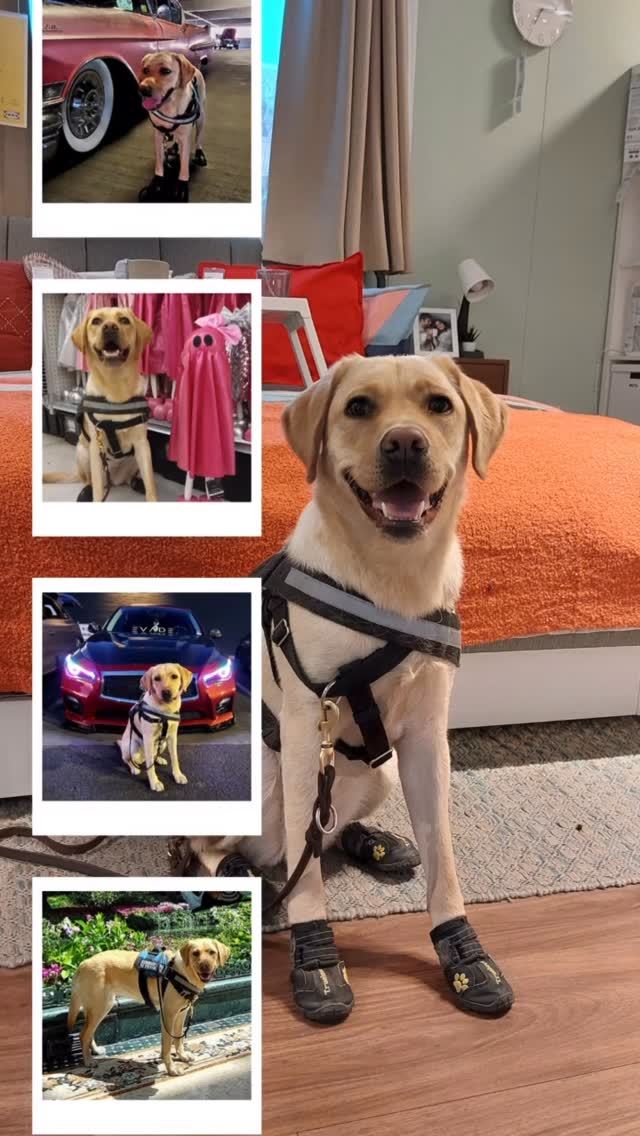 Congratulations to Good Dog! Basil and family on your match! Together October 2025!!
#autismservicedog #empaweringkids #gooddogservicecanines