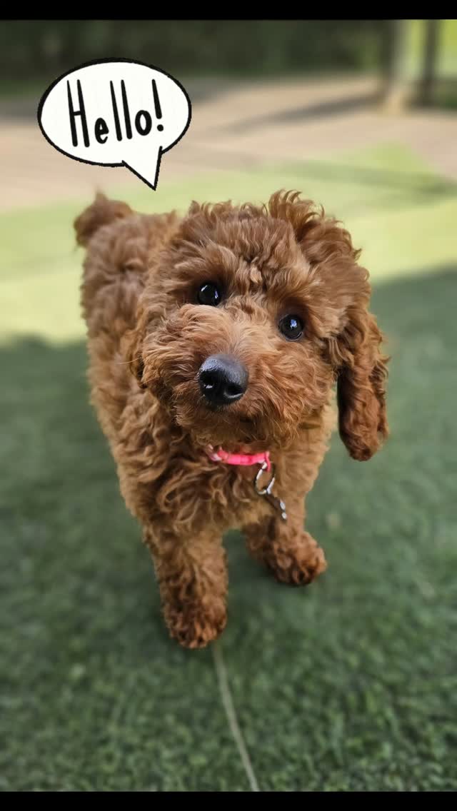 Welcome to Winnie! 🐾 
This cute firecracker is little sister to Stanley and niece to Malcolm! I wonder what antics they will get up to together! 🥰