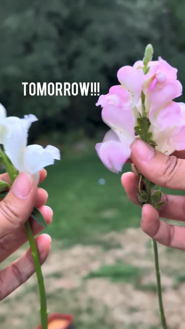 Come see me at the Summer Art Festival tomorrow so I can earn some money for a marketing budget. 😉
You can find me right in front of the Pavilion! Sehmel Park, Saturday 10-6:00!
#gigharborflowers #sehmelhomesteadpark #summerartfestival #peninsulaartsleague #gigharbormoms #flowerstand #gigharbor #foxislandwa #marketbouquets