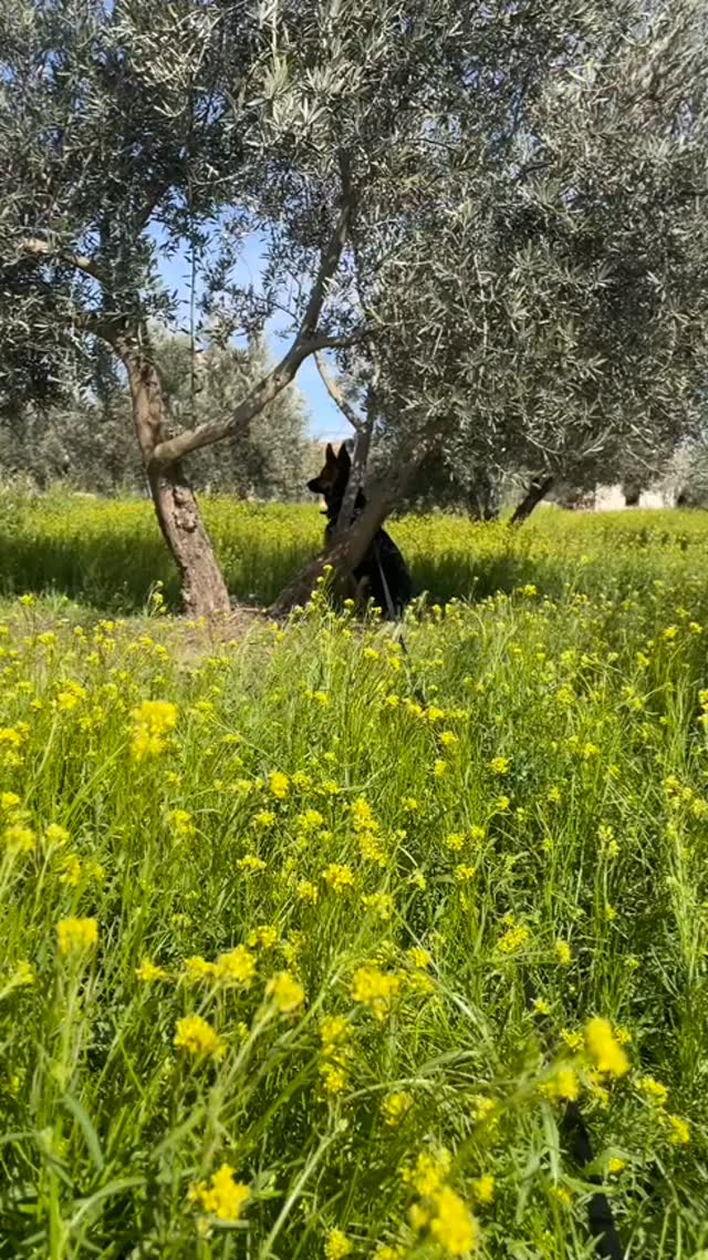 De kleine waakhond van de olijfolie: altijd alert zodat jij van de allerbeste olijfolie kunt genieten! 😉
#OlijfOlie #ExtraViergeOlijfOlie #ChicaDeWaakHond