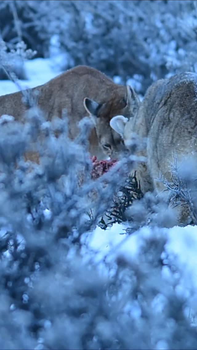 Si los inviernos se nos hacen largos a nosotros imagínense a la fauna en la Patagonia, que tienen que luchar día a día para conseguir su alimento y refugio en un clima hostil y demandante.
Acá un registro dos pumas en invierno en Cerro Guido, alimentándose de su carnero para sobrevivir las bajas temperaturas.
🎥 @nuco_fotografia
📍 @estancia.cerroguido