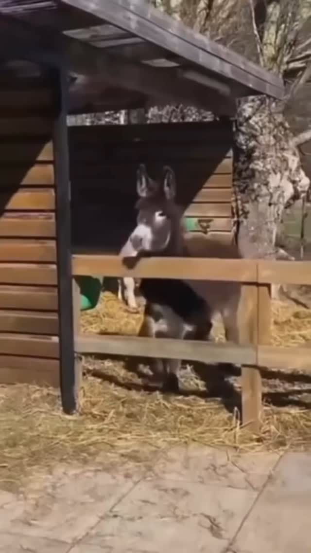 🎓 We specialise in educational, informational, and commentary content — whether it's Reels, Podcasts, or long-form YouTube videos, we deliver high-quality, expertly edited outputs tailored to your vision.
💸 Worried about budget? Don’t be. Our multi-tiered pricing has something for every creator, and our interactive pricing calculator makes it easy to plan ahead. Focus on your creation journey while we handle the editing!
📲 Check samples and explore pricing — both linked in bio.
📞 Got questions or ready to start? DM us or WhatsApp at 9930319225 — we’d love to hear from you!
#digitalmarketing #marketingservices