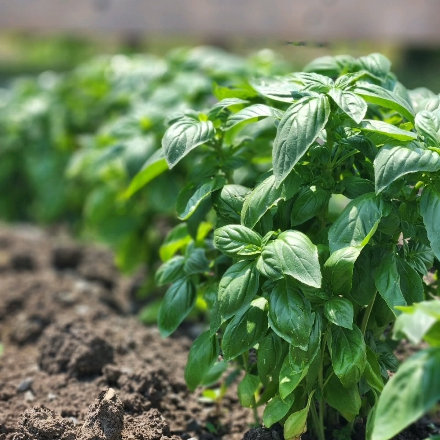 A glimpse of the gardens that inspire our kitchen. Each ingredient is thoughtfully grown, harvested at its peak, and celebrated in every dish we serve.
Seasonal, local, and always fresh — this is farm-to-table at its finest.