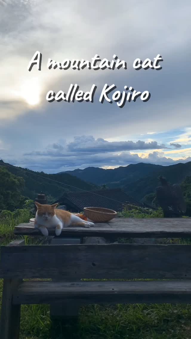 Just a cat, lost in thought,
watching the world turn golden.
物思いにふける猫。
世界が金色に染まっていくのを、そっと見つめている。
#GoldenHourCat #黄昏猫
#EveningVibes #夕暮れの空気
#CatContemplation #猫の思索
#NatureAndPaws #自然と猫のいる暮らし