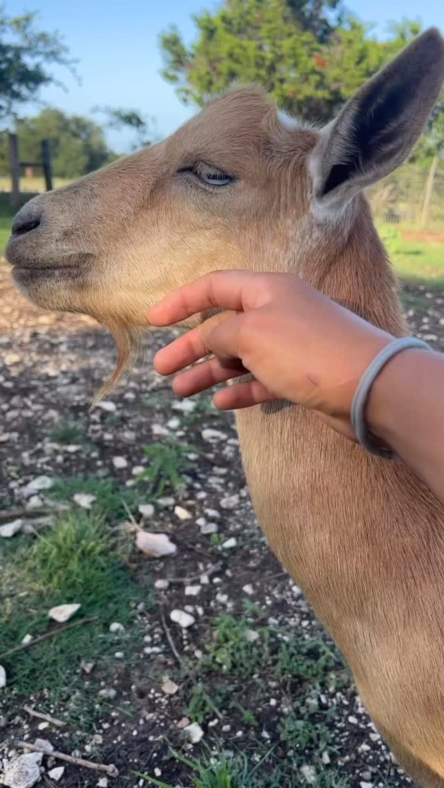 Willow loves her Mozart.