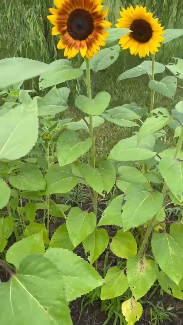 🌻 SUNFLOWERS ARE HERE 🌻
Our fields are glowing and the bouquets are even brighter! Freshly cut, locally grown, and ready to bring sunshine to your home.
🌻DM to claim
🌻Pickup in Harrodsburg
🌻Delivery available
⸻
Hashtags:
#SunflowersAreHere #FreshCutFlowers #HarrodsburgKY #KentuckyGrown #SunflowerSeason #FlowerBouquet #LocalFlowers #SunshineInABouquet #RemmingtonsRun #FarmFreshBlooms #OrganicFlowers #SupportLocalFarmers #SummerBlooms #BouquetJoy #FlowerDeliveryKY
