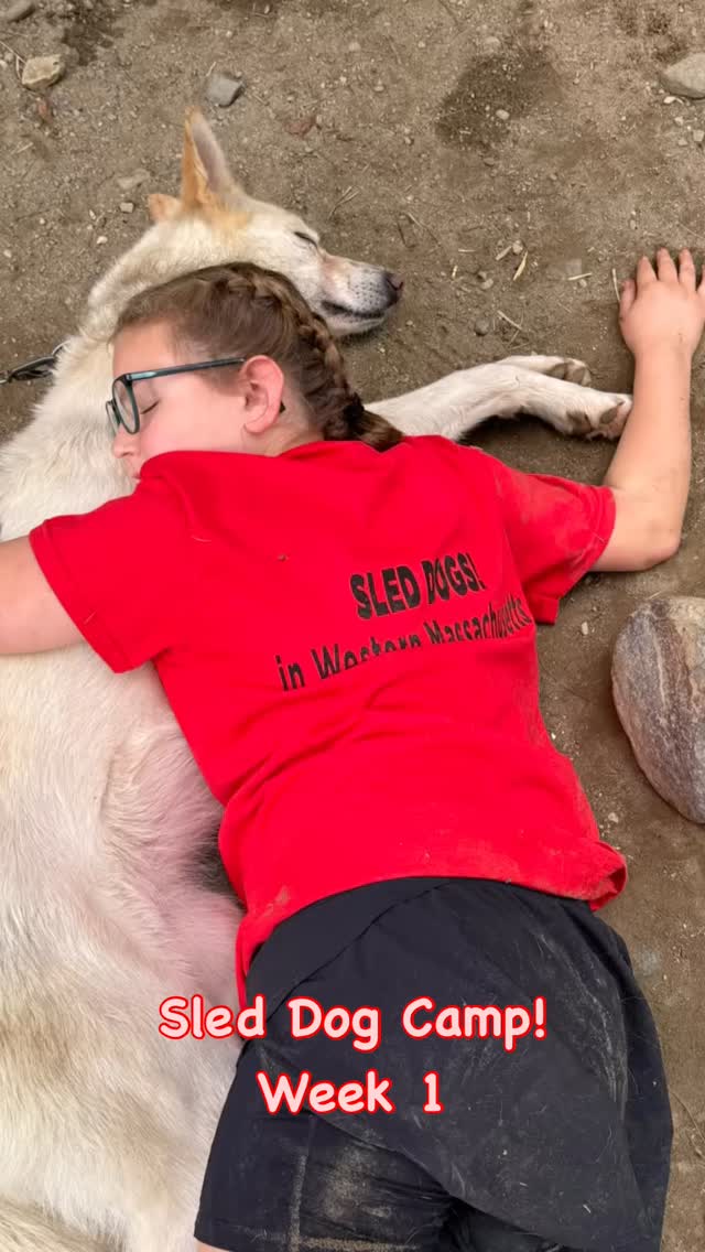 SLED DOG CAMP! Week 1 “A howling good time” @hilltownsleddogs #sleddogcamp #summercamps #dogcamp #kidsanddogs #loveyourdog