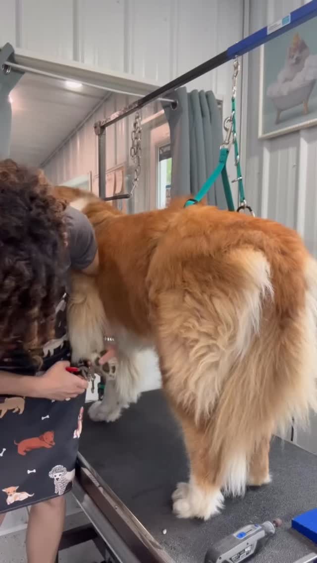 One of Kellye’s latest grooms ❤️🧼🥰