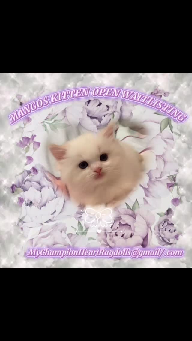 🚫No longer Available 🚫
Exciting news from Mychampionheart! Mango and Brightcrystal Oreo have welcomed 5 adorable kittens, now looking for their forever homes. Born on May 30th, 2025, these bicolor beauties include 3 girls and 2 boys.
If you’d like to be added to the waitlist, please email us to receive our pre-adoption questionnaire. Joining the list gives you priority in selecting a kitten. We have 5 spots available, and kittens are chosen around 10 weeks old, going to their new homes at about 17 weeks after spay/neuter surgery.
For more information about our adoption process and philosophy, visit our website: MyChampionHeartRagdolls.com. We’re currently developing a new site, so stay tuned for updates!
Contact: MyChampionHeartRagdolls@gmail.com #mychampionheartragdolls #mcheart #gingercats #viralcutekittens #whitekittens