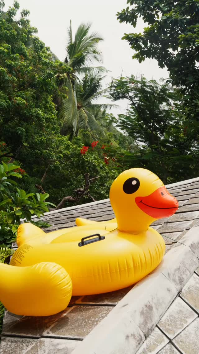 What is this rubber duck doing at @a.la.cigale?
Nobody knows.. just chilling on the roof it seems🐤🌴