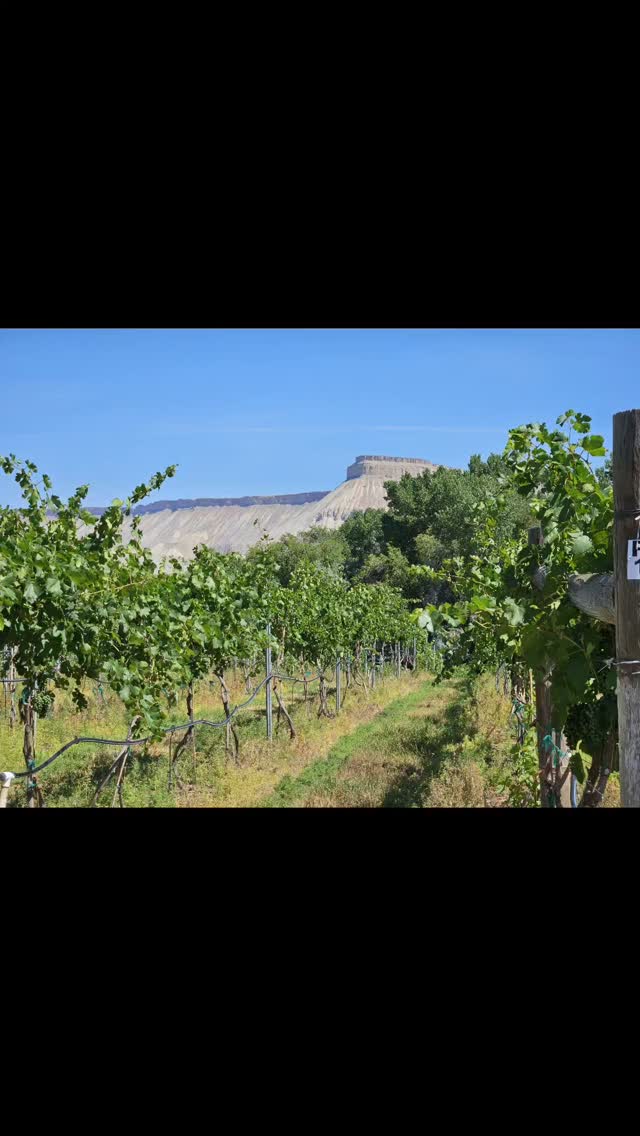 ๐ Our guests today are amateur winemakers who read about #coloradowinecountry in one of the magazine articles and decided to come check it out. They were not disappointed! Cheers! ๐ฅ #gvgrapesandgrains #palisadecolorado #drinkcoloradowine #coloradoproud #coloradowine #winetour #winetasting #winemaking