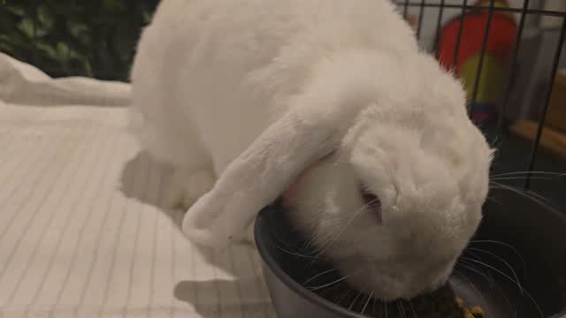 Pop Corn, our beloved VIP Furry Client, enjoying his suite, we love you pop corn...very wet and gloomy day today, but pop corn is all.good and warm at the bunny hotel, have a lovely Friday!!
#thecoolbunnysitters #rabbitsitting #petsitting #bunnylovers #bunny #rabbit #petcare #petcareservices