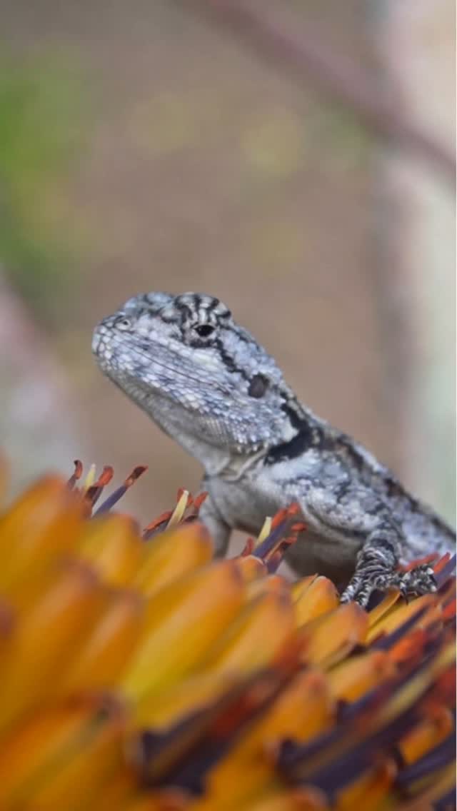 Episode 218 #dailyvlog