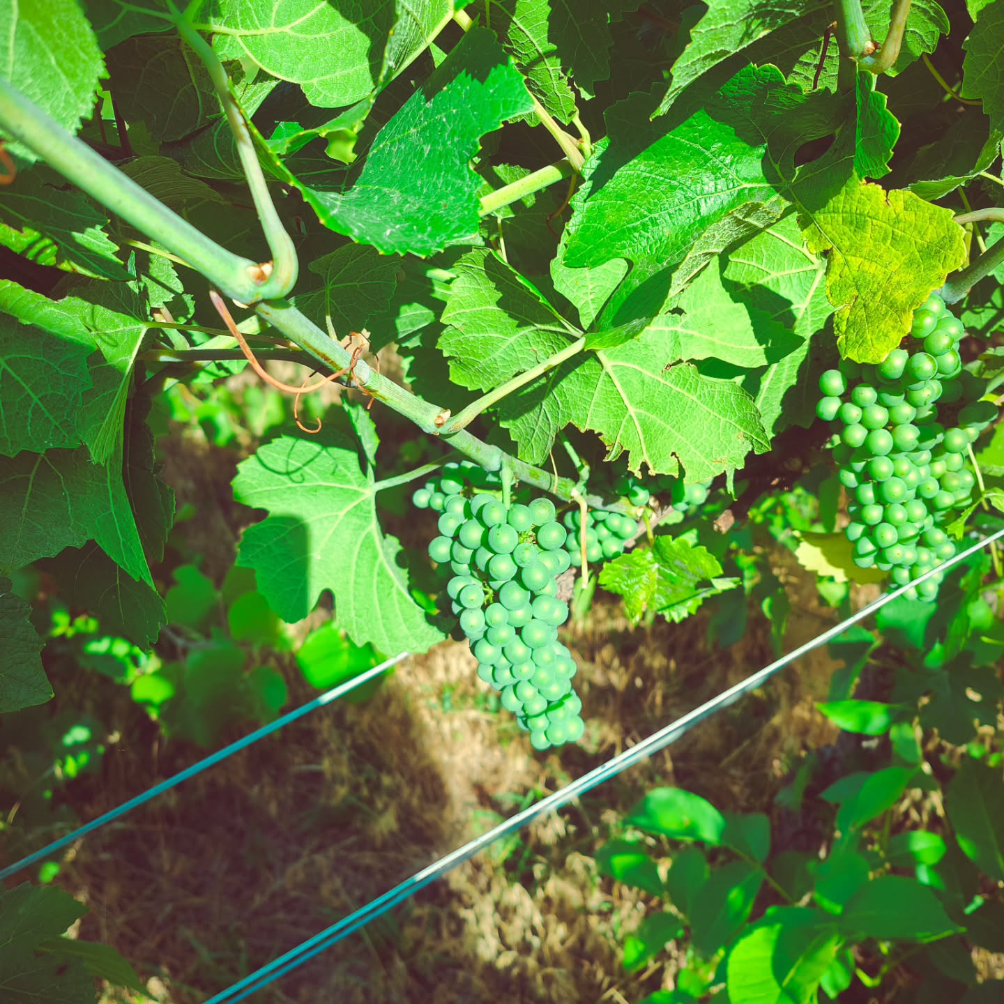 Die Reben sehen dieses Jahr prächtig aus – ein wunderschönes Weinjahr zeichnet sich ab. Sonne, Wärme und gesunde Pflanzen machen uns richtig Freude.
Während wir den Wein vom letzten Jahr geniessen, wächst in den Reben schon die Vorfreude auf den neuen Jahrgang. Es ist immer wieder ein Wunder zu sehen, wie aus kleinen Beeren grosses entsteht.
#brandeija #reben #weinbau #walliserwein #weinjahr2025 #weinliebe