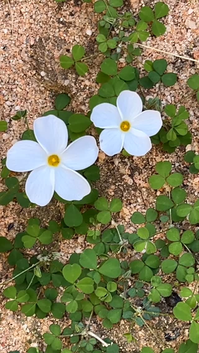 8-10 August • 19-21 September
Upcoming retreats!
.
Retreat Recap 🌸 Oxalis Oasis | June 2025.
What a weekend it was!
Our first retreat at Eight Day Rain and honestly, we couldn’t have dreamed up a better one. The space held us – under boulders, around the fire, on yoga mats, in creative flow, and laughter over shared meals.
To the absolute rockstars who joined us – thank you for bringing the energy, openness, and good vibes.
New friendships were forged, memories made, and moments captured (shoutout Andy 👀).
Special love to our dream team:
👩🍳 Steph @stephpretorius, who nourished us like kings and queens
🎨 Abby @puritysyrup, who brought our creative visions to life
🎥 Andy @andyandyreeves, for freezing the magic in time
Hearts filled with gratitude!
Until next time ❤️
Follow 🔗 in bio for more info on Rocklands Retreats!