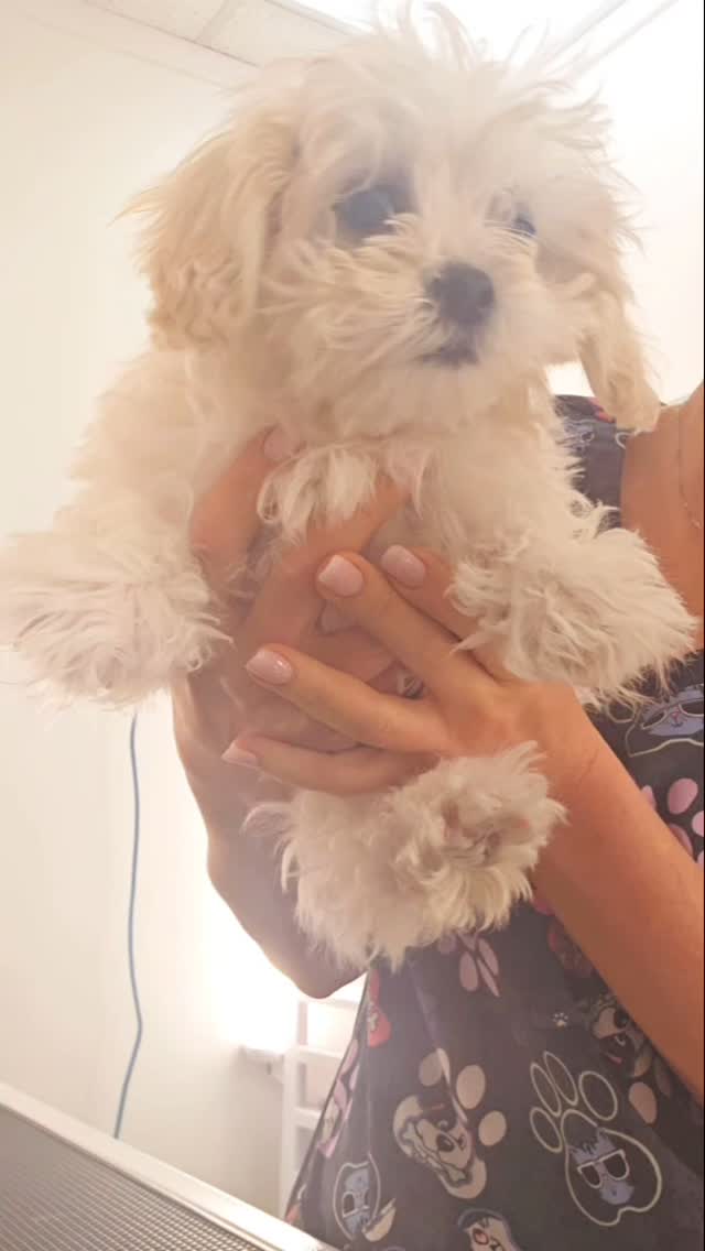 Sweet puppy and her First Grooming
#tsawwassen #petgroomingvancouver #pergroomingsalon #catgrooming #groomingday🐶✂️🛁 #petgroomingvancouver #doggroomer #groomingvancouver #groomersdog #ladnerdogwalker #ladner #ladnervillage #ładnerzeczy #tsawwassensprings #tsawwassenmills #tsawwassenbc #tsawwassenphotographer #tsawwassen #ladnerrealestate
