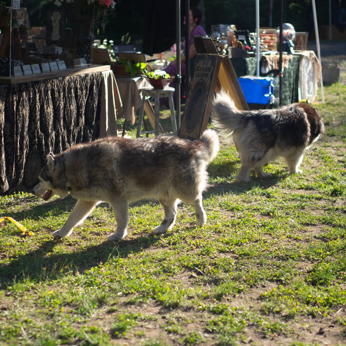 Our hearts are absolutely shattered to share that our beloved husky girl, Kokanee, crossed the rainbow bridge yesterday. The profound quietness on the property feels like an aching void, a constant reminder that her beautiful presence is gone.
She wasn't just a pet; Kokanee was like a sibling to me, a furry member of our family whose absence leaves an irreplaceable hole. While she had a special bond with Chinook (grey) and wasn't always keen on other animals, her true joy came from greeting every single person who visited. She loved those moments, especially if you came bearing pats, brushes, or snacks! Her whole body would wiggle with such enthusiastic delight, her unique brown and blue eyes sparkling with pure happiness. She was our fierce protector and loyal guardian, watching over both our family and our home with unwavering devotion.
Our fluffy, blue and brown-eyed girl, the tears just won't stop falling. You are already so devastatingly, profoundly missed. Every corner of our lives feels emptier without you. Run free, our sweet, beautiful Kokanee. We'll carry you in our hearts forever. 💔