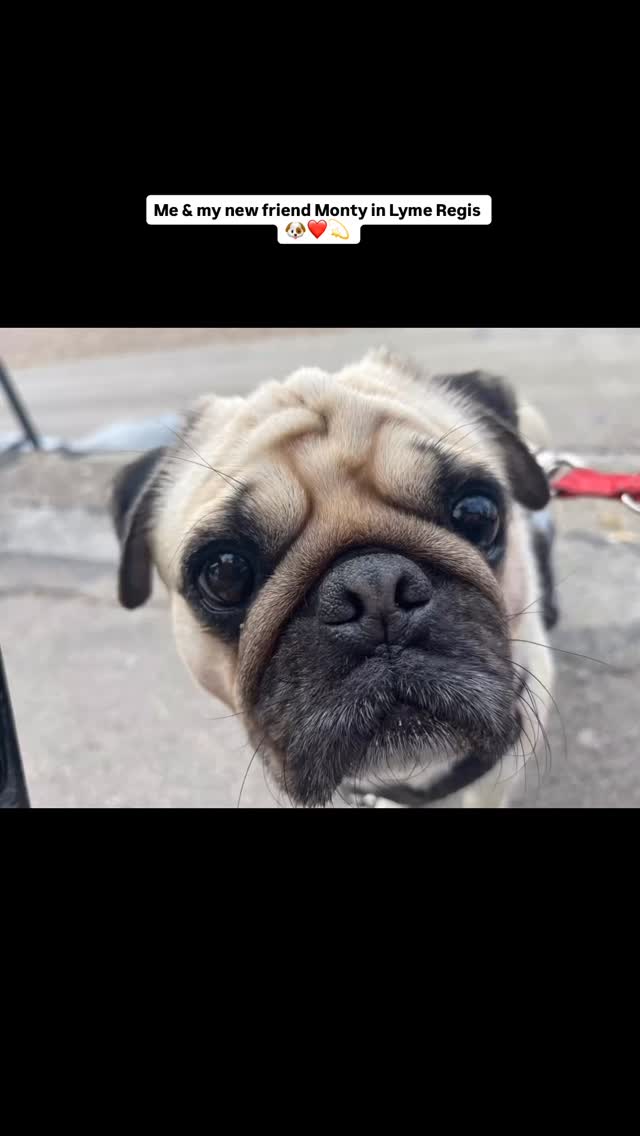 A little trip to Lyme Regis…
I went to check out my future seaside home and met a new furry friend, Monty 🐾💫
We hit it off straight away — best buds already!
Big thanks to Monty and his humans for letting us stay — we even helped with some house sitting as a thank you 🐶❤️
Can’t wait for more seaside sniffs later this year! 🌊🐾 check me out on my own Instagram page @pedropugoflove ❤️