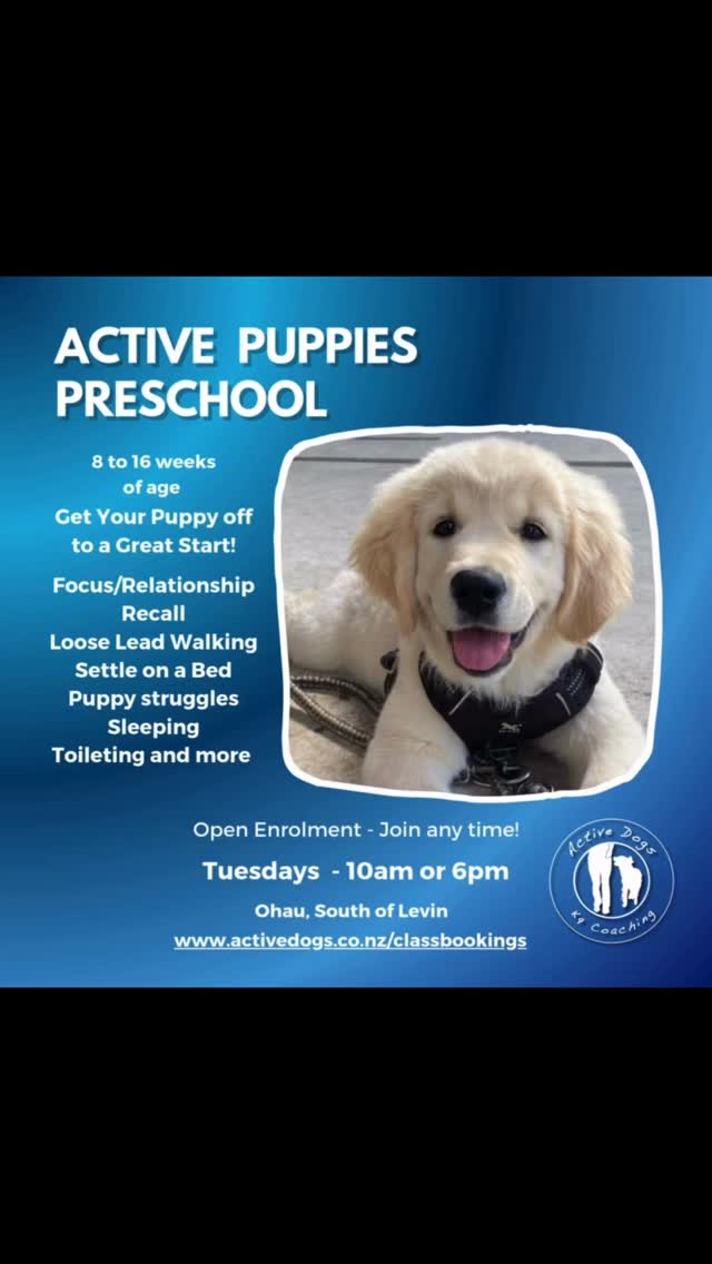 Puppy & Dog Training Classes
🐶 New puppy or wild teen dog?
Join us in Ohau for fun, positive, reward-based training!
🎓 Puppy Preschool – 8–16 weeks (Tuesdays 10am or 6pm)
🐕 Pups to Teens – 4 months to 3 years
🧠 Small classes | Big results | Spots open now!
✨ Learn more at activedogs.co.nz
✨ 1:1 Private Coaching available - Call for a 30min free chat.
✨ Walk & Train also available - Trainer takes the lead.
✨ Scentwork, Tricks and FUNagility classes run every 6 weeks.
#activedogsnz #positivereinforcement #puppytraining #teendog #dogtraining #kapiticoast #horowhenua