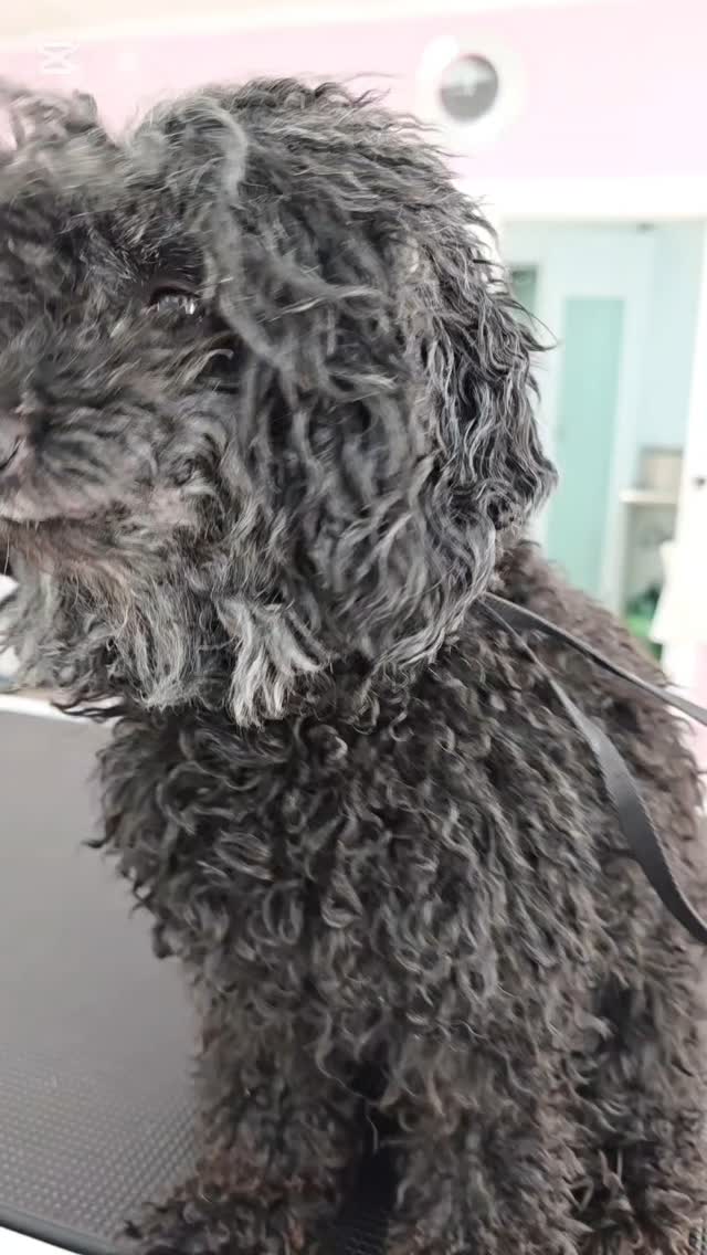 #tsawwassen #petgroomingvancouver #pergroomingsalon #catgrooming #groomingcanada #doggroomer #groomingday #groomingvancouver #doggroomer #ladner #ladnervillage #ladnerbusiness #ładnerzeczy #ladnerphotographer #ladnervillagemarket #tsawwassensprings #tsawwassentowncentremall