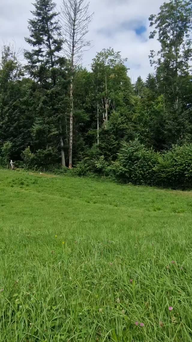 Rückblick👀
.
In der vergangenen Woche haben wir eine marode Tanne gefällt um den Wintervorrat an Holz aufzustocken. 🪓🪵
.
.
.
#seeburghof #wald #holzfäller #draussenindernatur #natur #holz #stihl #bauernhof #myfarmmoments