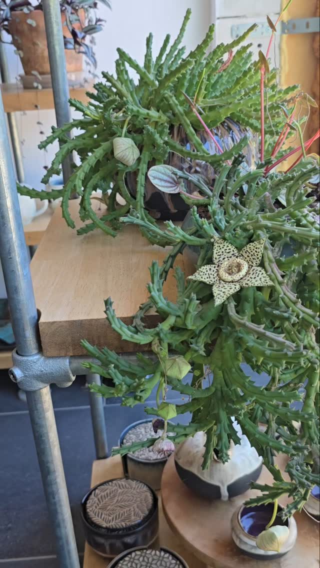 My tiny little store. โบ๏ธ