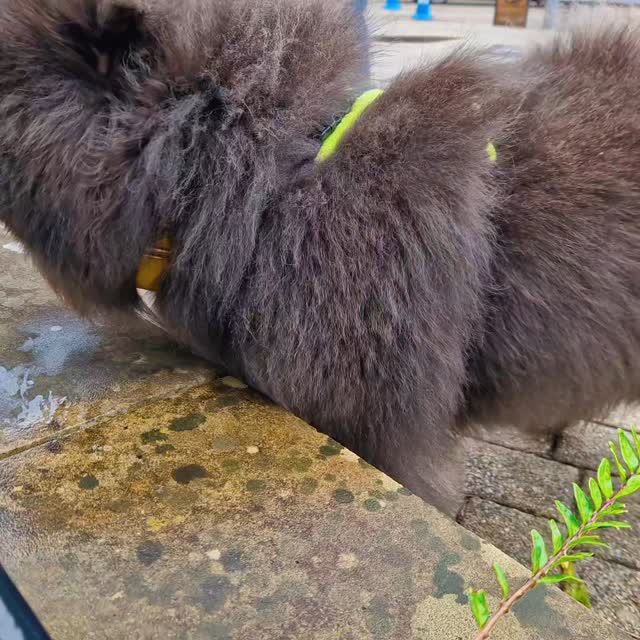 It felt like we walked a million miles today, and we were definitely high on life... and high up in multi-storey car parks, too!
Team Aphy took the first challenge, and as Aphy is such an air-scenter, we thought we'd have some fun and hide her runner 3 storeys up so that she had to work out where her runner was... way up above. Her journey took in doors and lifts, and she did super work to solve the mystery and get her reward. Great job, Team Aphy 🔥 👏 👏
Team Hettie did not want to be outsmarted and took a couple of treats as their scent article before exploring the paths through summer flowers, open spaces, automated doors, and double lift options with great decisions made. Super trails, and they made light work of their motivational pet trail, too. Well done, Team Hettie 👏 👍 🙌
Next up, Team Pree. Great teamwork from the start meant great decisions and also some real challenges to overcome for little Pree. Not only did she have to overcome a set of steps that, from her angle, looked more like a cliff edge, she then took her first lift, exploring not just one floor but two. She was relieved to find her runner after that excitement and paraded home proud as ever. Great work and well done brave little Pree 👏 👍 😀
Millie is always up for a challenge, and this urban environment really allows her to be 'pushed'. In this case, we had two significant areas of overlaid runner scent to work through as well as stairwells and multi-storey car parks. Our runner had a 'rest' near her hiding place to try to add more of a decoy and Millie might have been exhausted at the end, but not so much that she couldn't sprint to her hidden person for her well-deserved reward. A motivational pet trail was an appropriate finish. Great job, Team Millie 👏 👍 🙌
Limited August trailing availability at www.dogtrailing.co.uk/book
#mantrailing #alderleypark