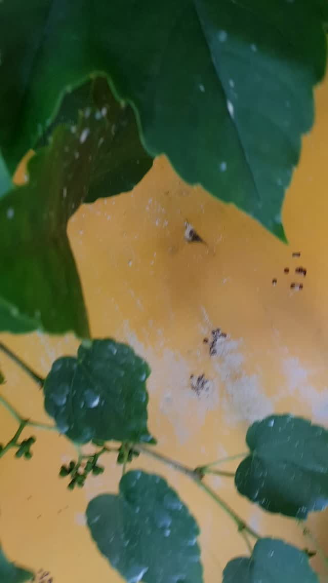 Don't panic! Die wollen nur Honig machen! #bienen
#aktivspielplatz #rennbahnweg #aktivspielplatzrennbahnweg #honey
#institutfürerlebnispädagogik #sommer