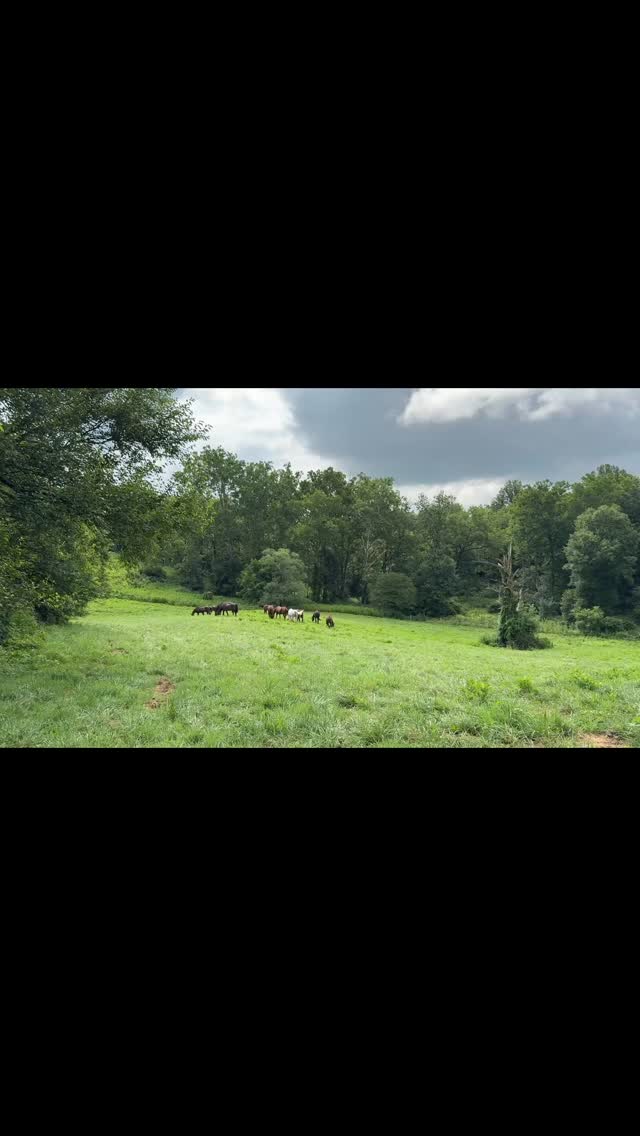 July in Virginia - we are lucky enough to have had lots of rain so far this summer, keeping everything lush and green, and providing a nice afternoon cool down for our retirees. ๐ง๏ธ๐ด
#piedmonthorseretirement #horseretirement #horseretirementfarm #livingthegoodlife #livingtheretiredlife #retiredhorsesofinstagram #retiredhorses #horsesofinstagram #horses #horselife #horsecountry #huntcountry #ponies #retiredponies #retiredponiesofinstagram #thoroughbred #thoroughbredsofinstagram #retiredthoroughbred #retiredracehorses #retiredracehorsesofinstagram #landthatilove