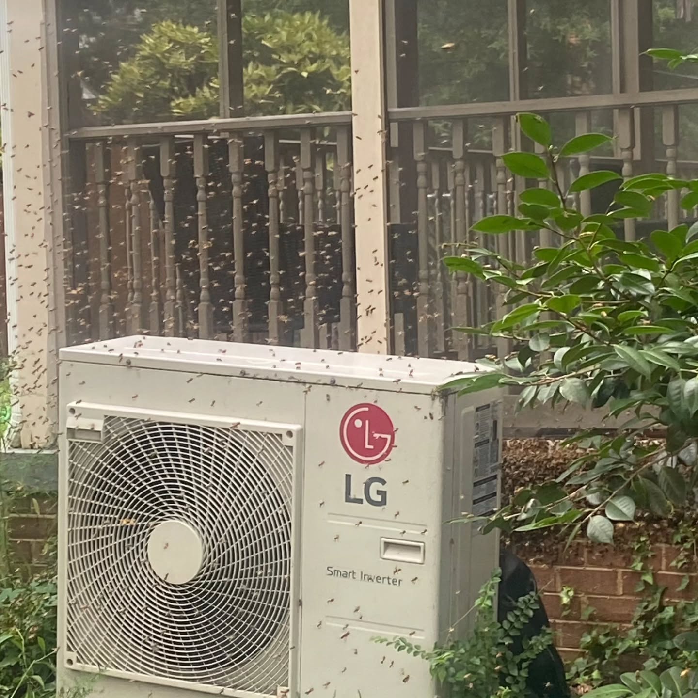 Sometimes the bees find challenging places for us...but rarely impossible!!!
#beerescue #honeybees