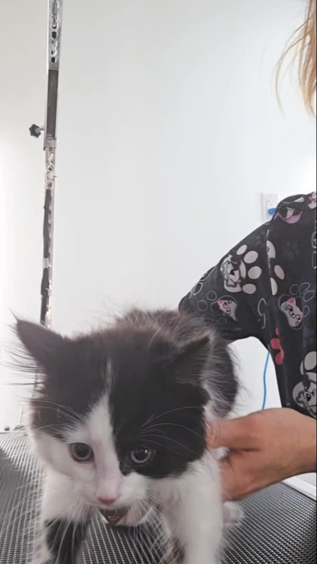 Sweet little kitty and her first nail trim 😇❤️
#tsawwassen #groomingcanada #petgroomingvancouver #pergroomingsalon #doggroomer #groomingvancouver #groomersdog #ladner #ladnercatgrooming #ladnervillage #ładnerzeczy #ladnerbusiness #tsawwassensprings #tsawwassenbc #tsawwassencatgroomining #tsawwassenmills #tsawwassenisawesome #ladnerrealestate