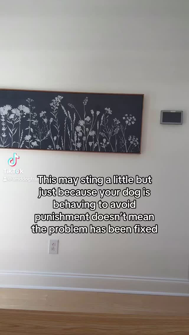 ON THE FLIP SIDE… A dog choosing not to express their stress and frustration due to fear of punishment is not a well trained dog.
I believe GREAT training doesn’t end the moment the dog chooses not to perform a bad behavior. Rather, that’s when all the hard work you’ve put into your foundation and relationship culminates into real change.
Changing the way your dog interprets stressful situations requires serious partnership. If they trust you’ll help them make good decisions, they’ll follow your lead. If they value you (NOT your treat pouch), they’ll graciously choose to engage with you rather than make an error.
I don’t believe there is anything wrong with reaching this point in training, but there is with ending it here. Keep. Going. You won’t regret it 💞
#dog #DogTraining #dogs #positivepunishment #balancedtraining