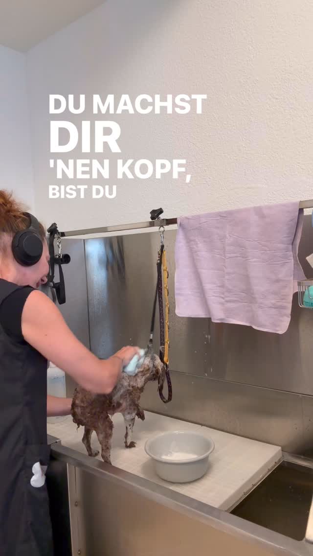 #grooming #hundesalon #luzern #grooming_luzern #hundesalonluzern #maltese #pudel #bolonka #toypudel