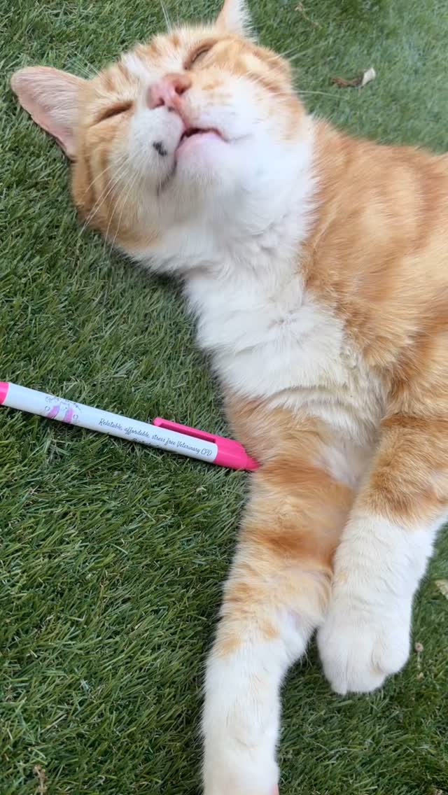 We love a free pen right! Sure- but our Burty’s Boutique goody bags at our events are SO much more than our awesome pens! Just another perk to attending one of our CPD Days! Check out our website for all our upcoming and available CPD 🥰👀 sorry to say this handsome fella won’t be seen in any goody bags 😹💕