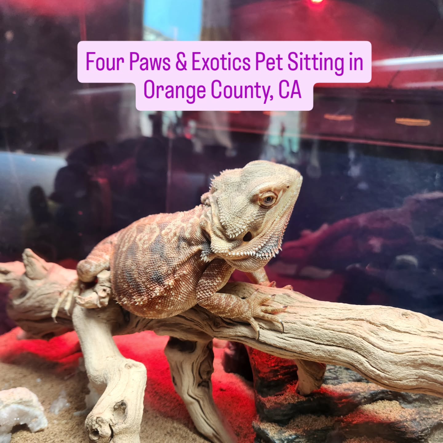 Meet Chief (Bearded Dragon), Dots (Spotted Gecko), and fish! Their owners went on vacation for a week and booked the 30-Minute Visit. For 30 minutes each day, I would feed them, provide clean water, and clean their enclosures.
For more information about my pet sitting services, please visit www.fourpawsandexotics.com.