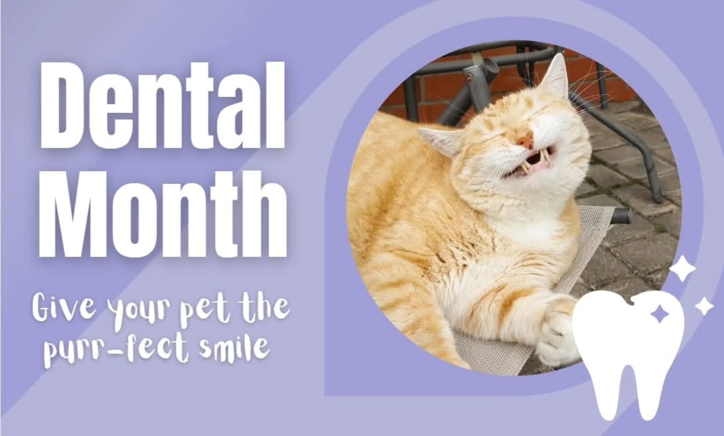 Smiles aren't just for selfies - your pet needs clean teeth too! 😁
This August we are offering discounted dental cleaning for both dogs and cats - now just $470 (normally $590-$690). This includes the anaesthetic, fluids, scale, polish, and hospital day stay with us. It does not include any bloodwork, radiographs, extractions or medications that may be required.
Dental disease is one of the most common health issues in domestic pets and can lead to serious issues if left untreated.
We have limited spaces available so please let us know ASAP if you would like to take advantage of this offer. You are also welcome to book in for a free dental check with one of our nurses if you are unsure whether this procedure is right for you.
Give us a call on (02) 9651 1988 or email us at info@hillsdistrictvet.com.au 🦷🪥