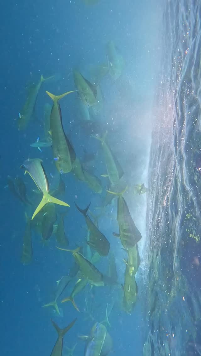Cientos de dorados y lobos marinos en acción 🐟🐬🔥
Una danza salvaje en Bahía Magdalena…
Cada año, la naturaleza escribe su propio guion.
A veces son dorados, otras marlines, siempre espectacular.
🌊 Carrera de la Sardina Mexicana 2025
Prepárate para lo inesperado.
#CarreraDeLaSardina #BahíaMagdalena #MurillosBrosAdventours #DanzaSalvaje #Dorados #Marlines #LobosMarinos #MagBay #NaturalezaViva #OceanAdventure #WildMexico #TurismoResponsable #ExploraBCS #ViajaConPropósito #MexicanSardineRun #SardineRun2025 #BajaCaliforniaSur #ViajesQueInspiran