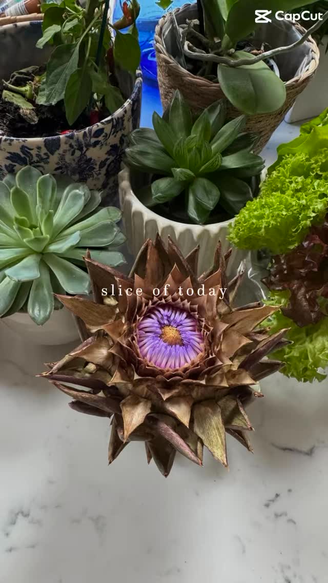 #naturopathy #herbalmedicine #herbalremedy #natural #herbalremedy #selfcare #naturalhealing We herbalists highly regard artichoke leaf (Cynara scolymus) for its choleretic and cholagogue properties, meaning it stimulates both the production and flow of bile from the liver and gallbladder. This action is believed to support liver detoxification and aid in the digestion of fats. Consequently, it’s often recommended for conditions like sluggish liver, indigestion, and high cholesterol, promoting overall hepatic health.