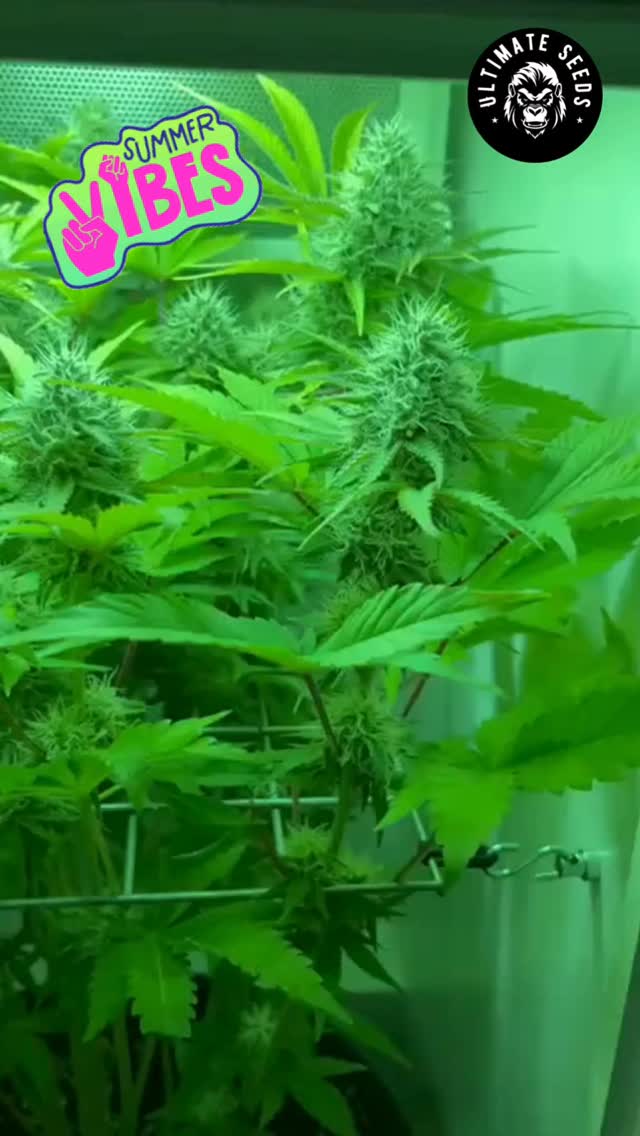 You're still wondering why you should grow our seeds? Let us tell you, This one smells delicious...😍😍