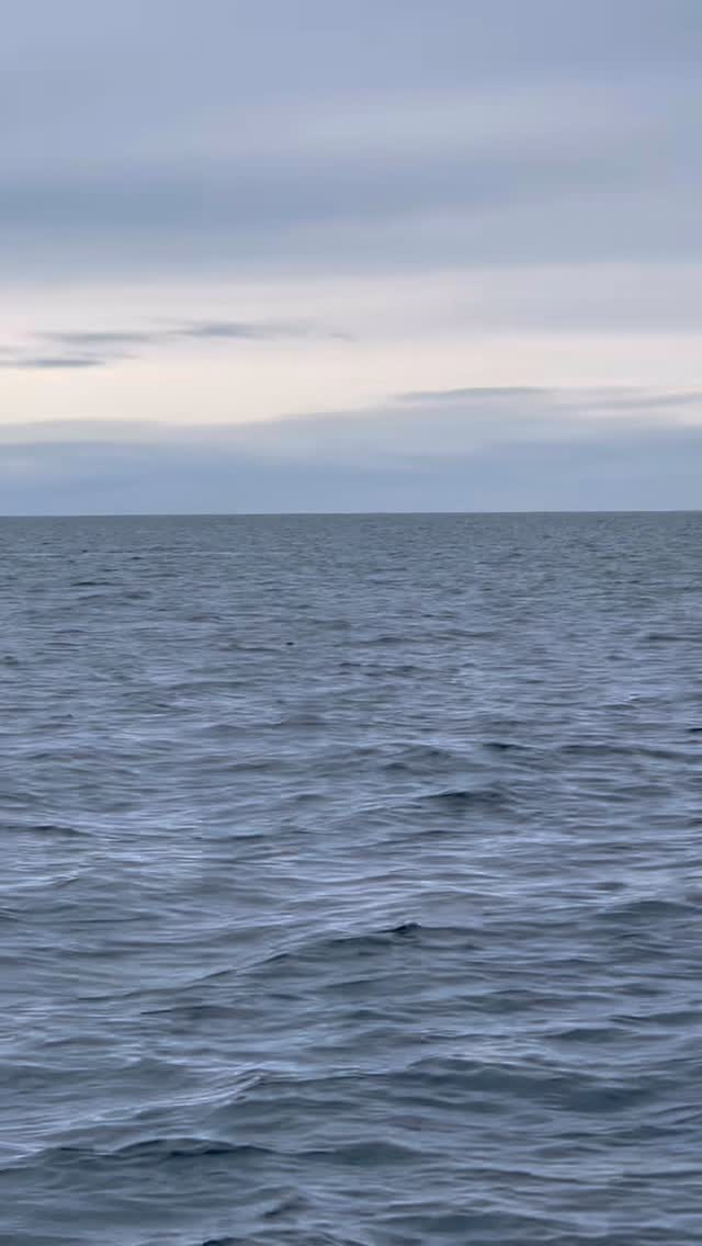 You never forget your first whale 🐋 #CoastlineSafariMoments
#coastlinesafari #oceanside #sealife #whales