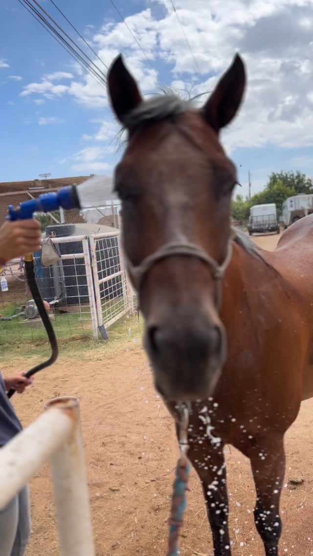 Some say she’s not a fan of bath time, but we’re not so sure…
Especially when the hose comes out on a hot summer day in Arizona 🥵
Watch those lips 👀😂
I got to spend time with the sweet and sassy Joplin today at @equineconnectionsaz, where I volunteer — and let’s just say… she’s a whole vibe 🐴💁🏻♀️
#HorseBath #SummerVibes #EquineConnection #HealingWithHorses #HorseLove #JoplinTheHorse
#ArizonaSummer #RescuedHeartsFilm