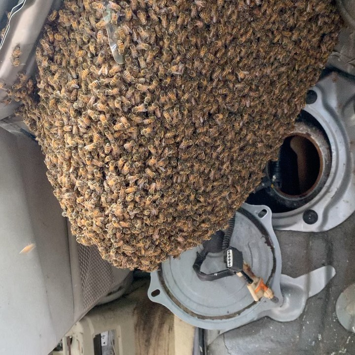 Guess what we removed this hive from....
