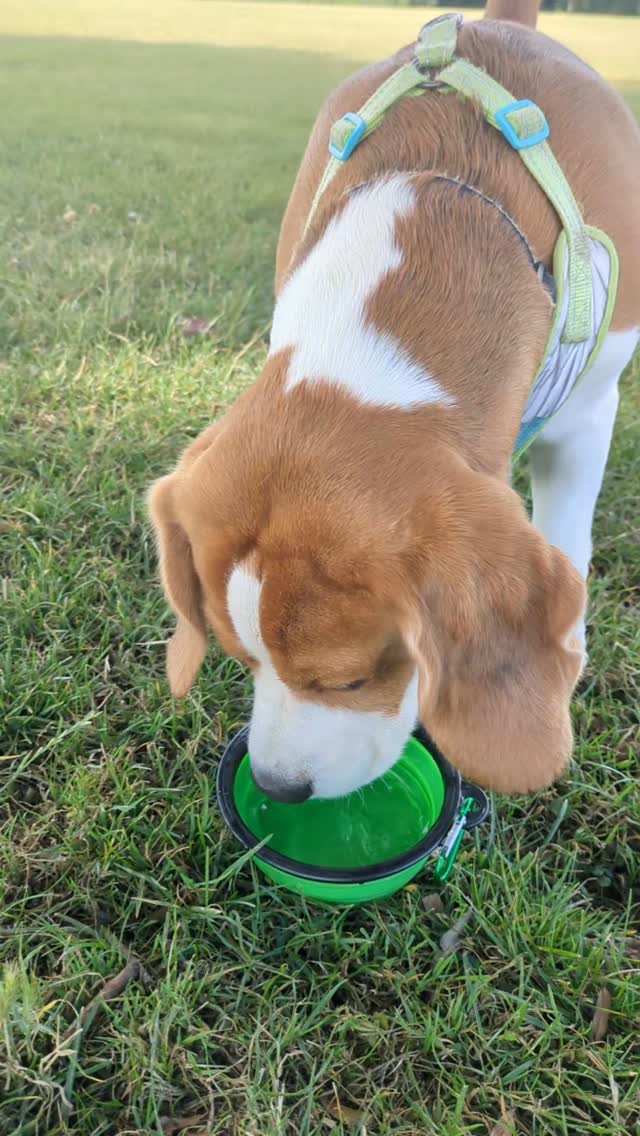 Stay hydrated people and doggos!