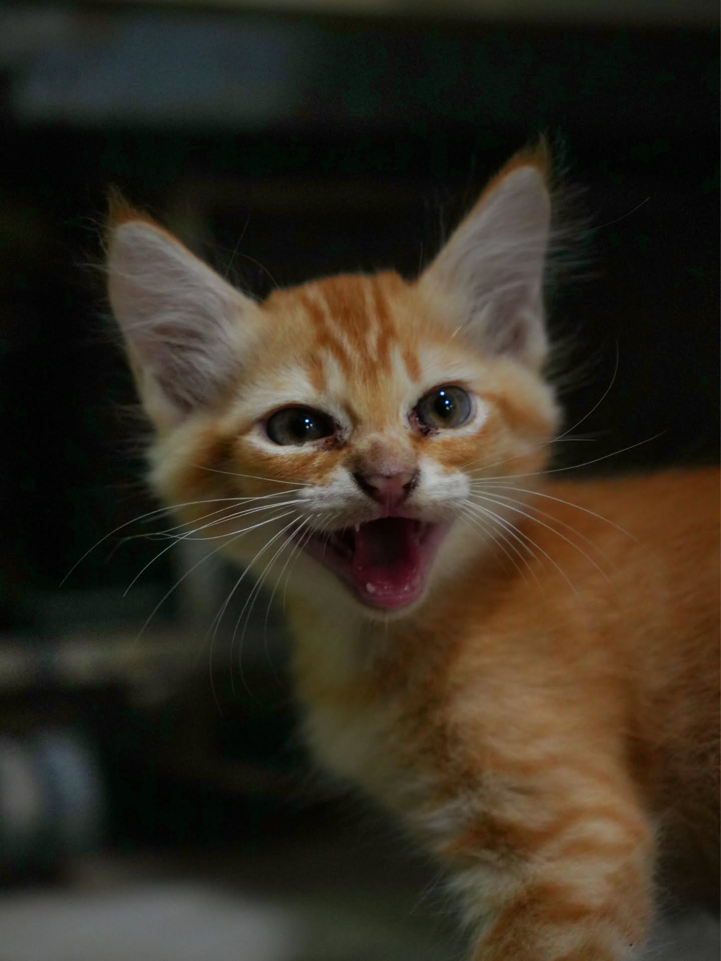 Piccolo Gatto 🥹
Spotted at Net Fruitshakes
@ferpavezm are you trying to sell mango to this kitten?