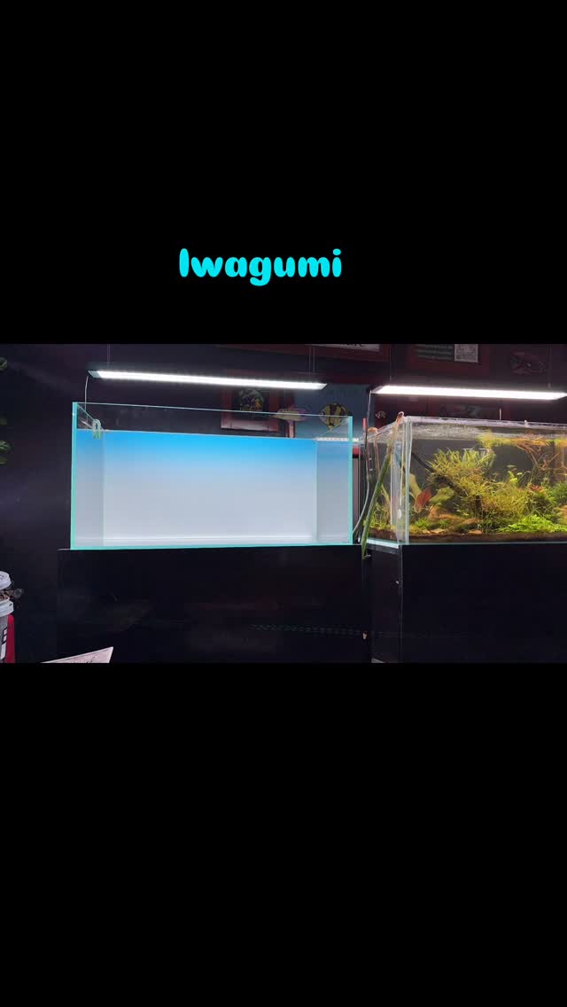 Today we try an Iwagumi, not the traditional version, but a little more caos.
It’s not the best, but still happy with the results, will post a final picture in a few days.
#aquascaping #plantedtank #aquascapers #aquascapingworld #aquariumhobby #iwagumi #iwagumistyle🌿 #iwagumiaquascape #takashiamano
