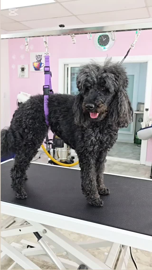 #tsawwassen #petgroomingvancouver ##pergroomingsalon #catgrooming #groomingcanada #doggroomer #groomingbc #groomingday #groomingvancouver #groomersdog #ladner #ladnervillage #ładnerzeczy #ladnerbusiness #ladnerrealestate #ladnervillagemarket #ladnerisaplace #ladnerphotographer #ladnerisawesome #tsawwassensprings #tsawwassenbc #tsawwassen #tsawwassenisawesome #tsawwassenrealestate #tsawwassentowncentremall #tsawwassentowncentremall