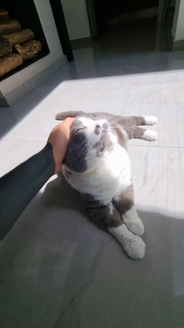 It takes a lot of effort and hard work to look this cute 😏 I deserve all the cuddles 😌